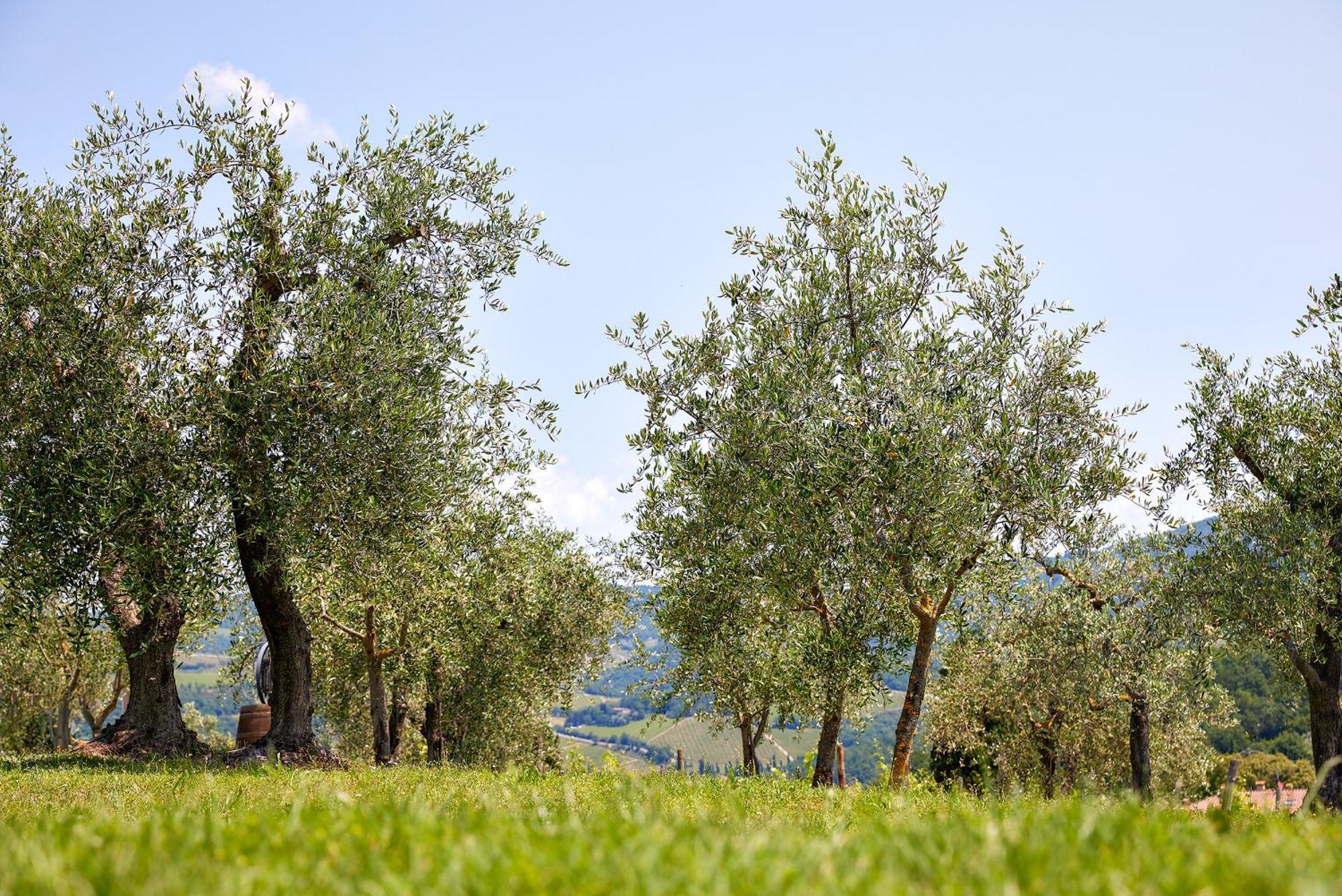 Tenuta Il Poggetto Radda in Chianti Exterior foto