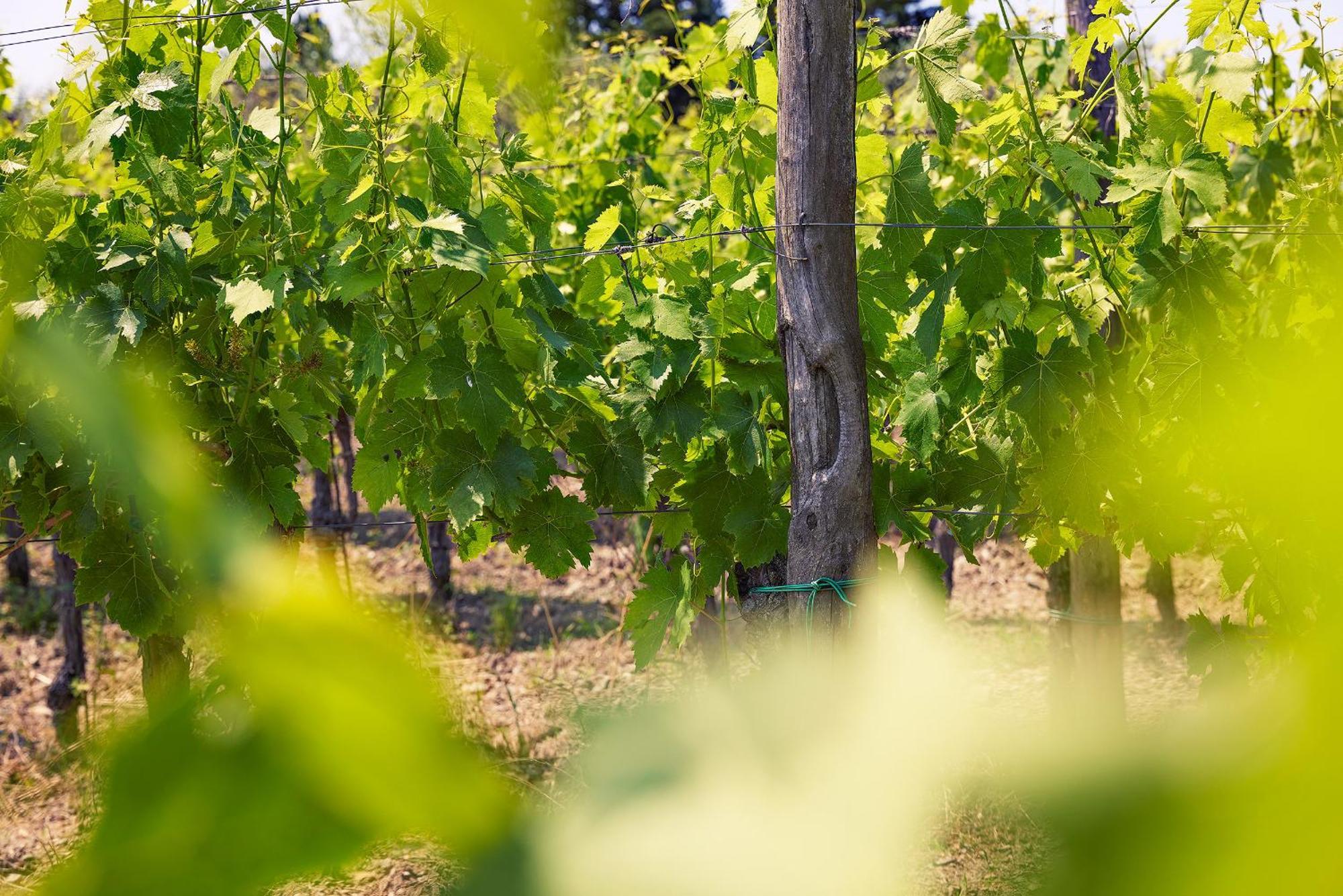 Tenuta Il Poggetto Radda in Chianti Exterior foto