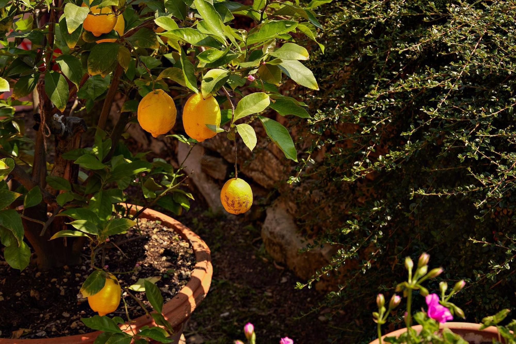 Tenuta Il Poggetto Radda in Chianti Exterior foto